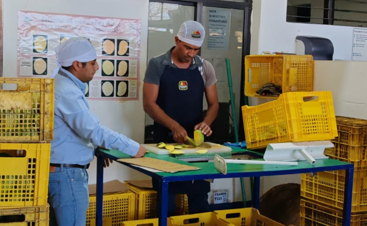 ?⚠️ Suman 89 lotes de mango oaxaqueño con larvas; no podrán ser exportados a Estados Unidos