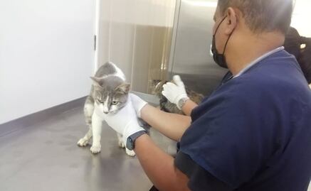 Gatitos rescatados en incendio de mercado Sonora se encuentran estables; murió uno