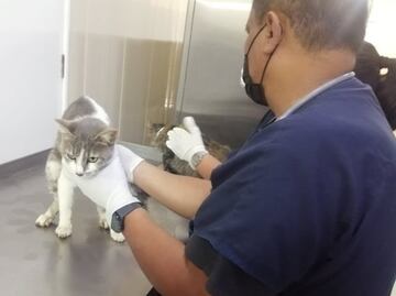 Gatitos rescatados en incendio de mercado Sonora se encuentran estables; murió uno