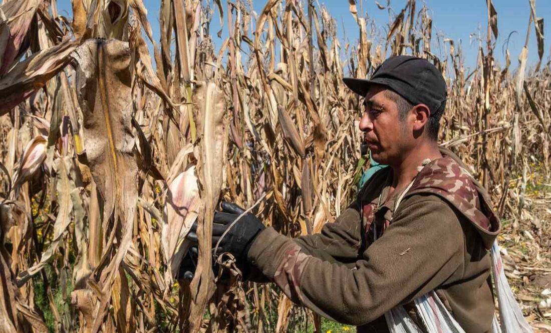 El fondo otorga 25 mil pesos por el fallecimiento la persona titular. Foto: Especial
