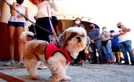 OMS pide estudiar la presencia de Covid-19 en animales y productos congelados
