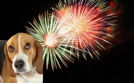15 de septiembre: ¿Por qué a los perritos les afecta la pirotecnia del Grito de Independencia?