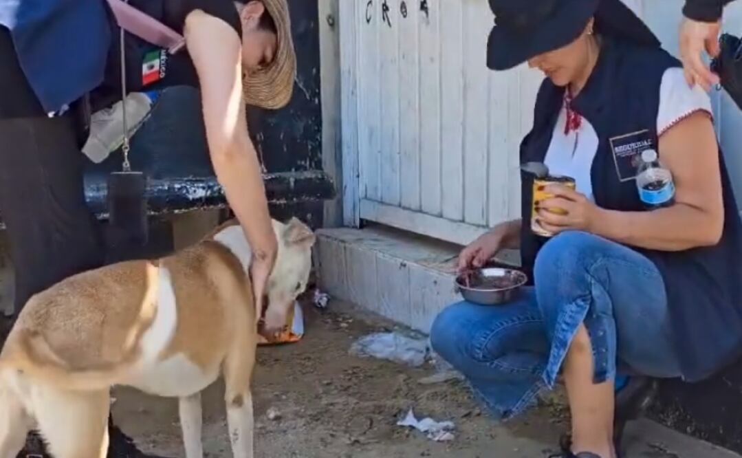 Dan alimento y agua a decenas de perritos en situación de calle tras el paso del huracán “Otis” por Acapulco. Foto: Captura de pantalla