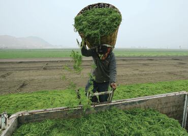 Romeritos, delicia de la Nochebuena
