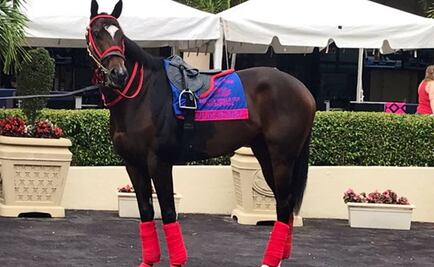 Kukulkán terminó en penúltimo lugar de la Pegasus World Cup