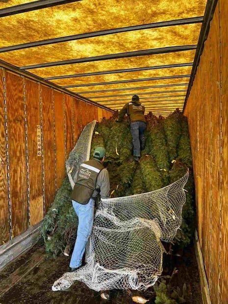 Profepa concluye operativo de verificación de árboles de Navidad. Foto: Especial