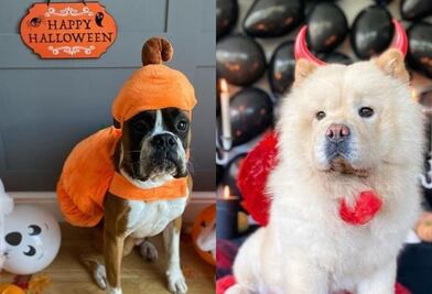 Los disfraces de Halloween más adorables para tu mascota