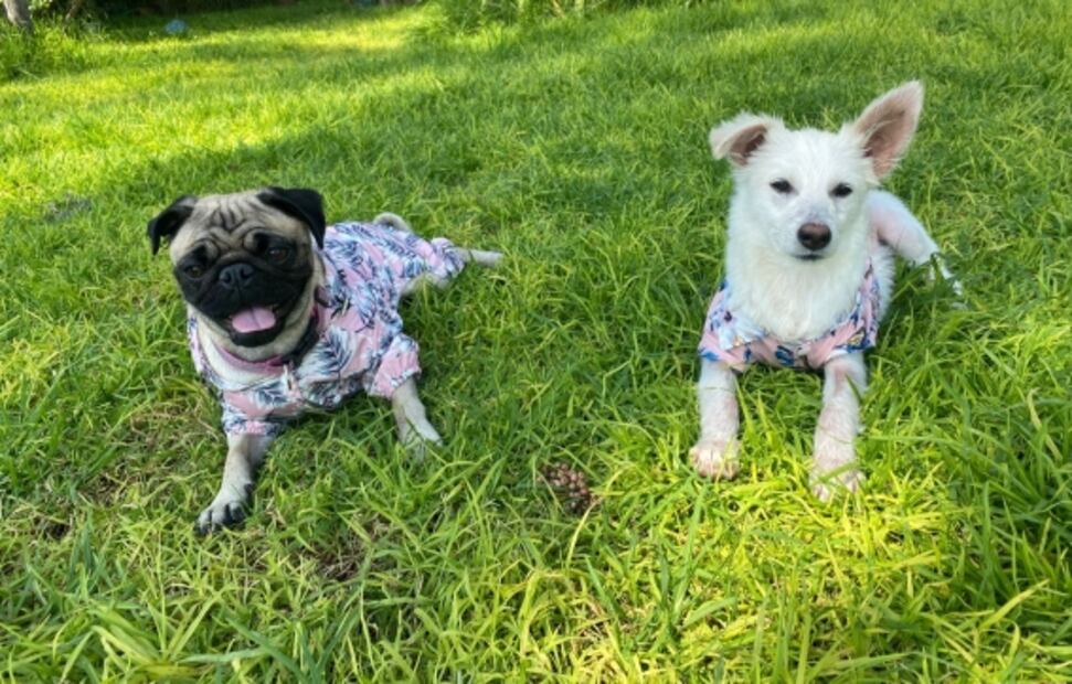 La inundación arrastró perros en Tula, pero "Copito" logró sobrevivir