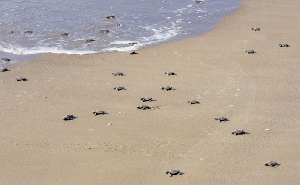 Tamaulipas supera las 590 mil crías de tortuga lora liberadas; liberan 284 en el Campamento Tortuguero La Pesca.
Foto: Especial.