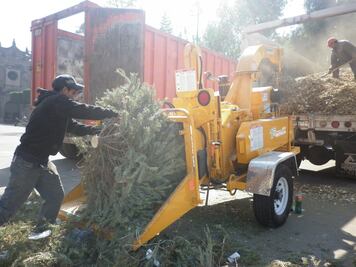 Iztapalapa se suma a campaña de recolección de árboles navideños