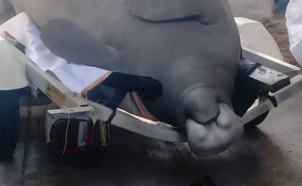 Profepa atiende varamiento de manatí hallado sin vida en Veracruz (10/04/2026). Foto: Especial