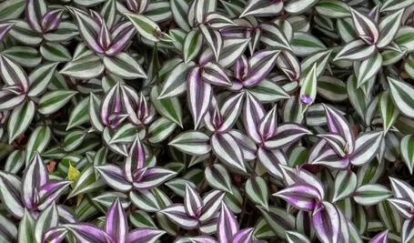 Las plantas moradas que querrás tener en casa