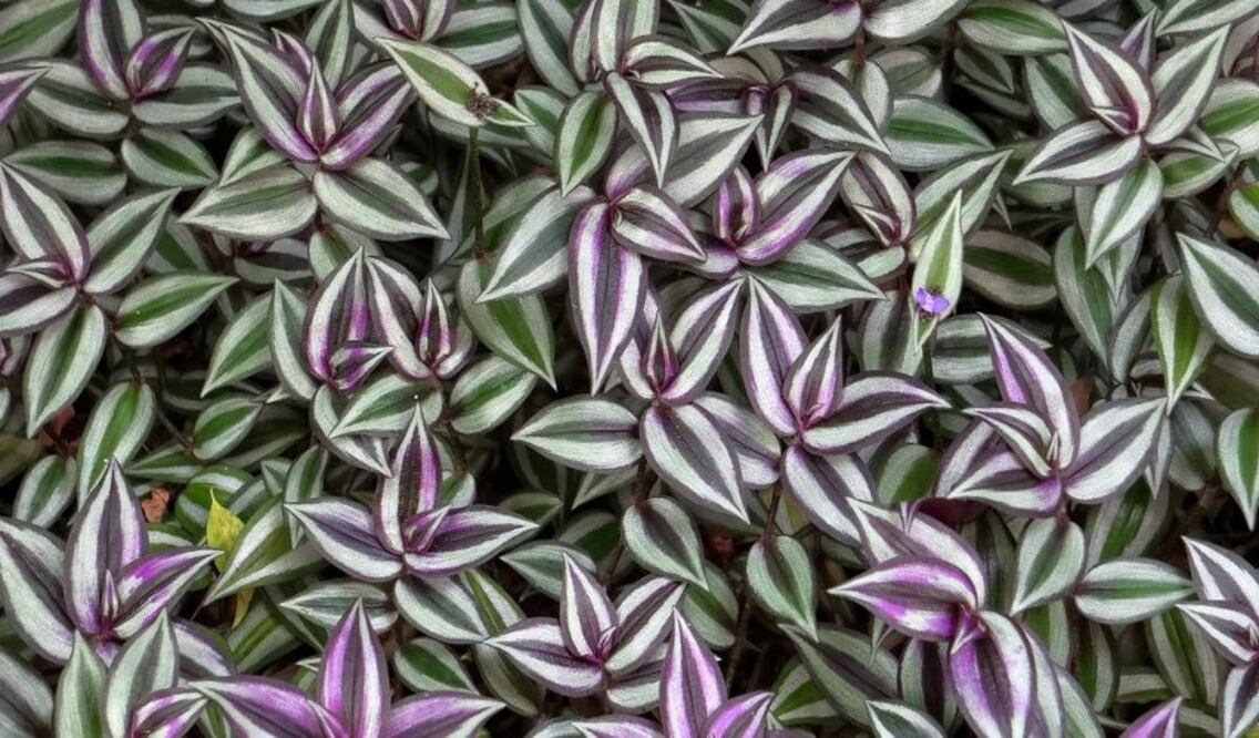 Un toque de morado invadirá tu hogar para que sea diferente a los demás / Foto: Pixabay