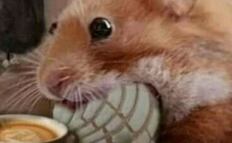 Los documentos de Epstein y el desdén de Richard Hart al pan mexicano: memes de la semana