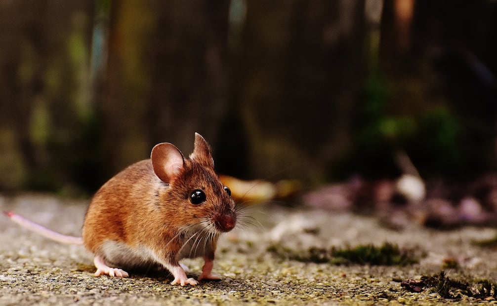 ¿Qué es el hantavirus y por qué preocupa? Esto se sabe. Foto: Archivo / EL UNIVERSAL