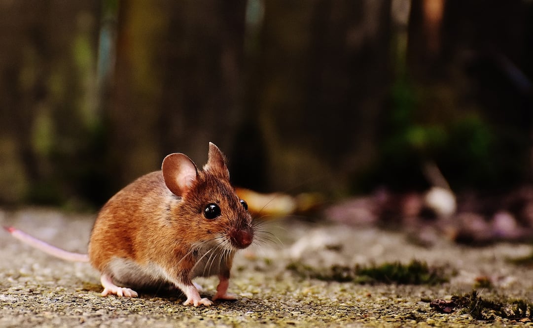 Muerte por hantavirus en China causa alarma