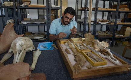 Hallan fósil de ballena con cuatro patas y abren al público la tumba de un faraón: las novedades arqueológicas de Egipto