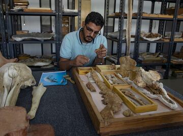 Hallan fósil de ballena con cuatro patas y abren al público la tumba de un faraón: las novedades arqueológicas de Egipto