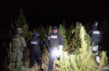 Aseguran plantío de marihuana en terreno de San Andrés Azumiatla, Puebla  