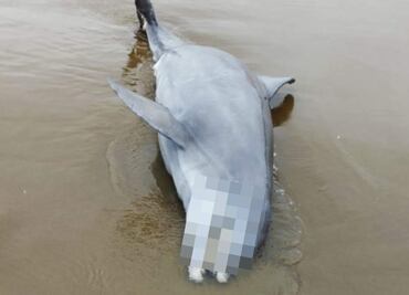 Aparece delfín muerto en el puerto de Coatzacoalcos, Veracruz; es sepultado en la playa