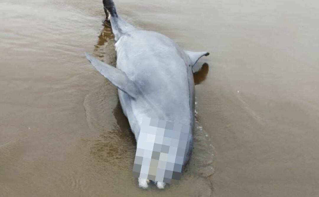El delfín que apareció muerto en playas del puerto de Coatzacoalcos, Veracruz, medía casi tres metros de largo (01/02/2025). Foto: Especial