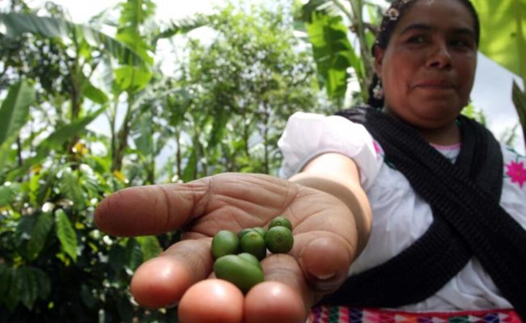 Coffee beans from Veracruz – File photo/EL UNIVERSAL