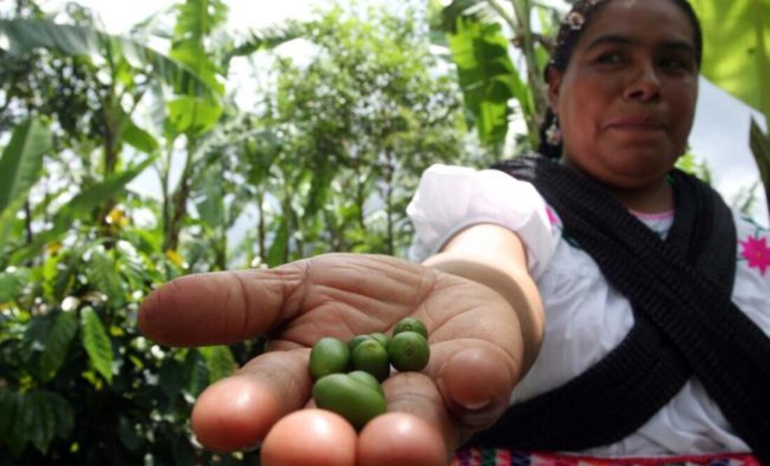 Coffee beans from Veracruz – File photo/EL UNIVERSAL