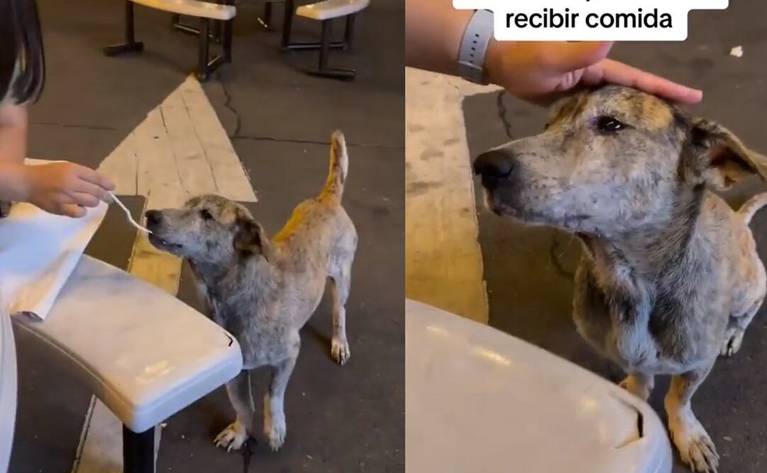 El lomito se mostró agradecido con las jóvenes que lo alimentaron. Foto: TikTok @paulitojara2022 / @foryou