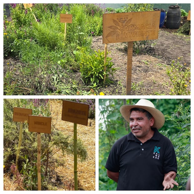 Zonas de "Farmacia viviente" en Xochimilco, donde se resguardan especies nativas y medicinales como el muicle, el epazote y el toronjil para el uso tradicional. Foto: Marisol Toriz / EL UNIVERSAL.