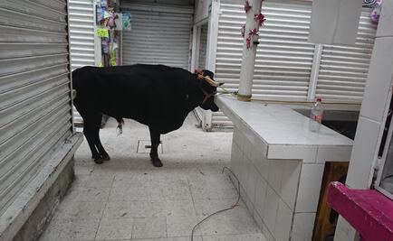 Toro escapa, persigue a gente y hace destrozos en mercado
