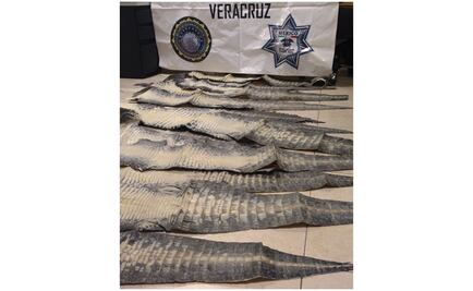 Decomisan pieles de cocodrilo en Veracruz