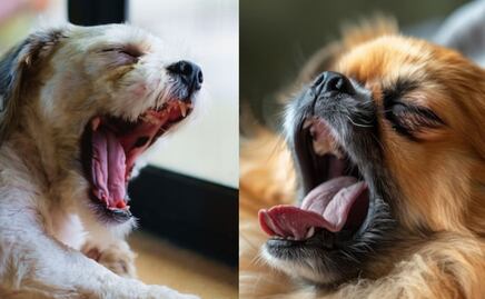 Conoce la razón por la cual los perros bostezan