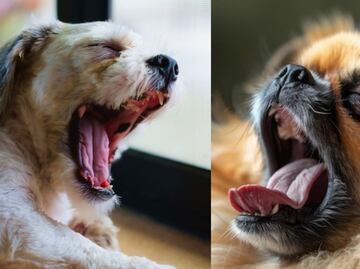 Conoce la razón por la cual los perros bostezan