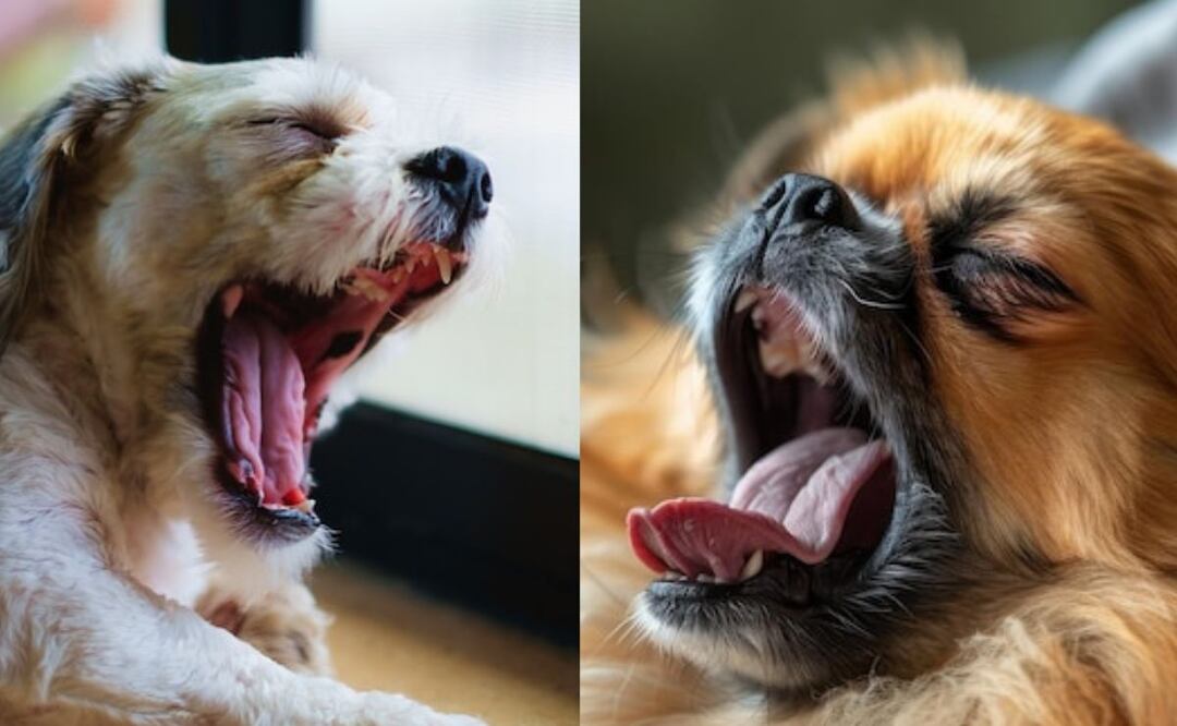 Los misteriosos bostezos de los Perros. Fuente: Freepik.