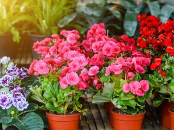 Cómo cuidar las begonias para que estallen de flores en primavera
