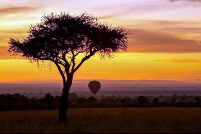 Realiza un safari en África sin salir de tu casa