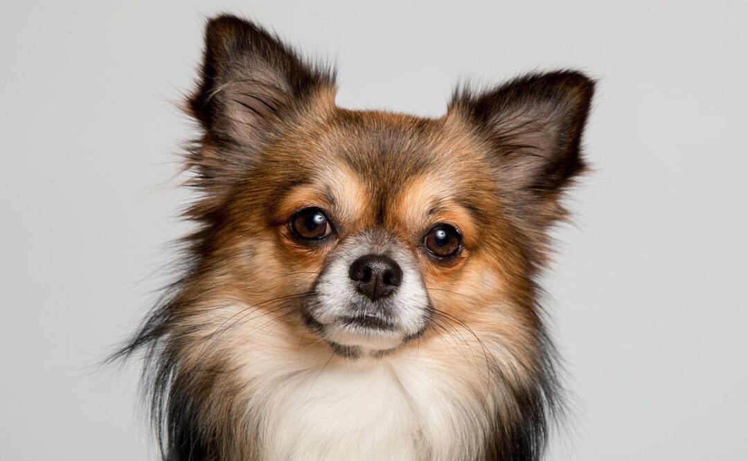 Perro chihuahua. Fuente: Pixabay