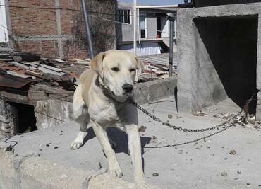 Urgen aprobar iniciativa en Congreso de CDMX para reconocer a animales como seres sintientes y no como cosas