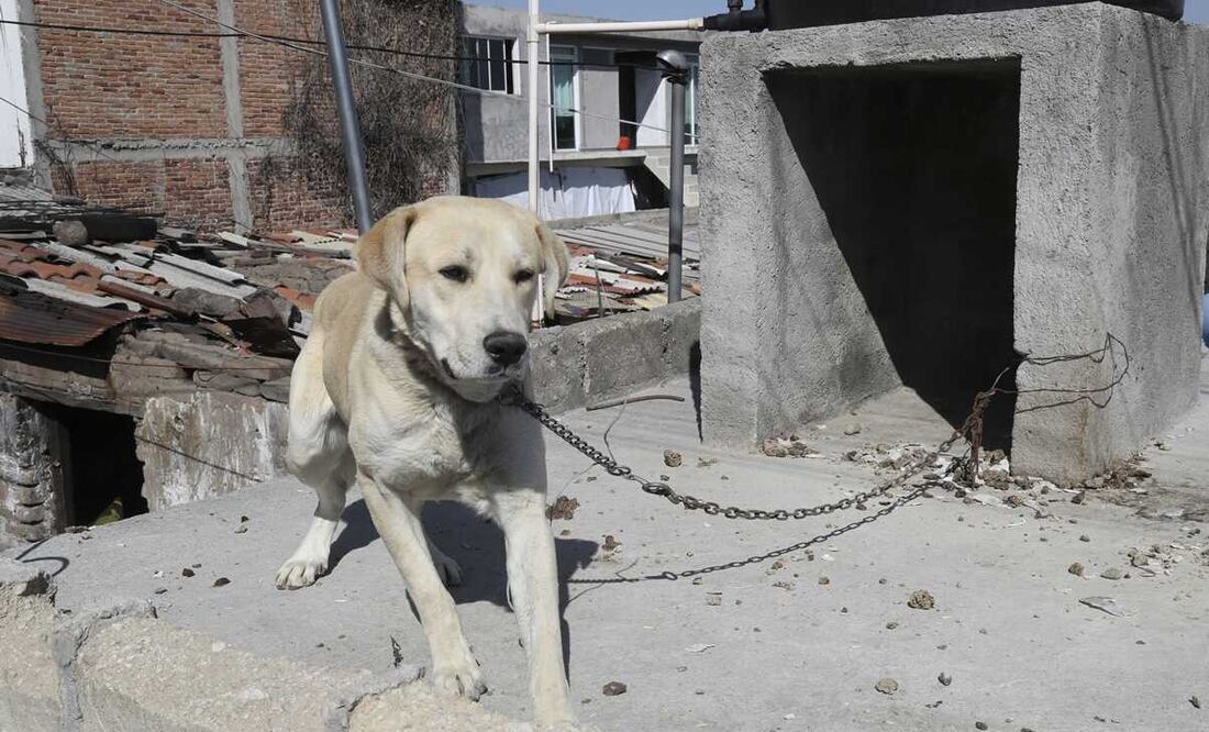 El legislador ecologista precisó que distintos países alrededor del mundo han adoptado, dentro de sus cuerpos normativos, el reconocimiento de la sintiencia de los animales, con la finalidad de mejorar su bienestar.. Foto: EL UNIVERSAL