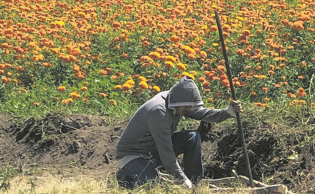 En el estado de Hidalgo, 10 municipios se dedican a la producción de flores. Aunque la pandemia por el coronavirus ha ocasionado una considerable baja en sus ventas, se niegan a que muera la tradición. Foto: Dinorath Mota