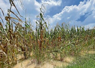 Reportan 200 hectáreas de maíz perdidas