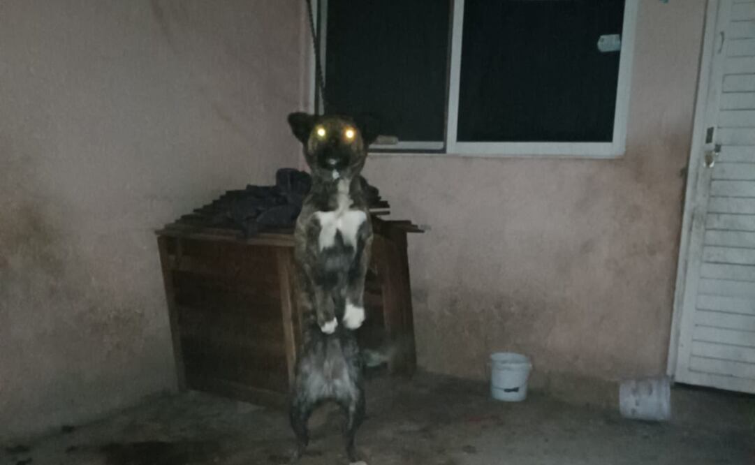 La denuncia ante PROPAEM busca que la perrita le sea retirada a sus actuales dueños. Foto: Twitter @Alina_Gag