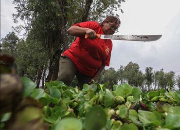 FOTOS: Lirio acuático ahoga Xochimilco; retiran 4 toneladas al día de canales