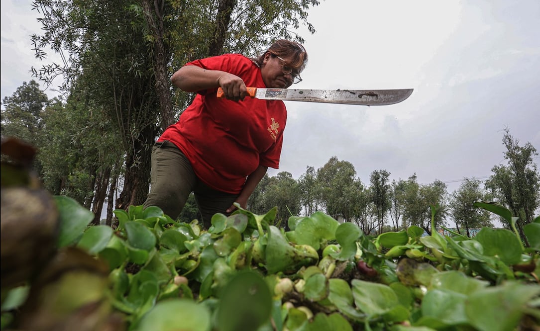 Integrantes de la brigada Cuidadores del Medio Ambiente realizan labores de limpieza de lirio acuático en el canal Japón de la zona lacustre de la alcaldía Xochimilco, en la Ciudad de México, el jueves 26 de junio de 2025. Foto: Gabriel Pano/EL UNIVERSAL