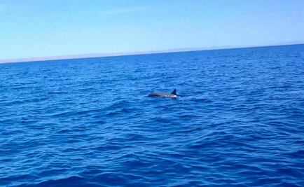 Rescatan dos delfines varados en playa de La Paz
