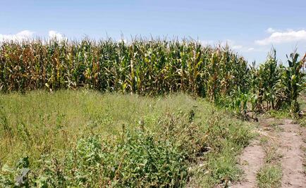 Entregan apoyos a productores afectados por sequía en Chiapas