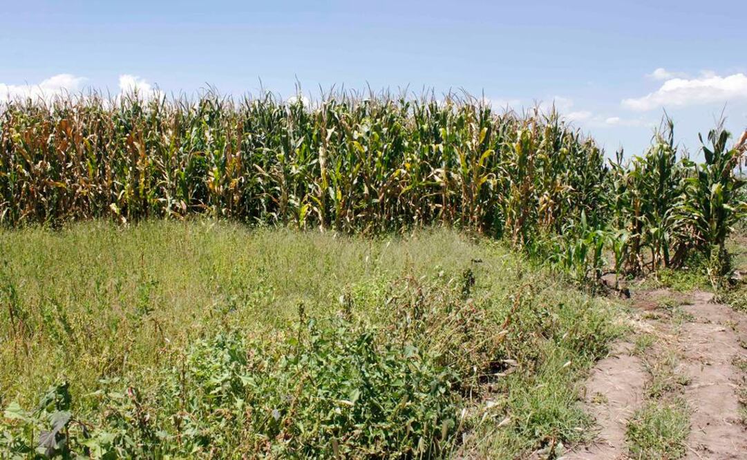 Foto: Archivo EL UNIVERSAL