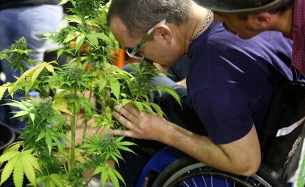 Cofepris celebra aprobación de uso medicinal de marihuana