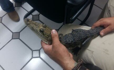 ​Aseguran cocodrilo que era exhibido en carnicería de Zapopan