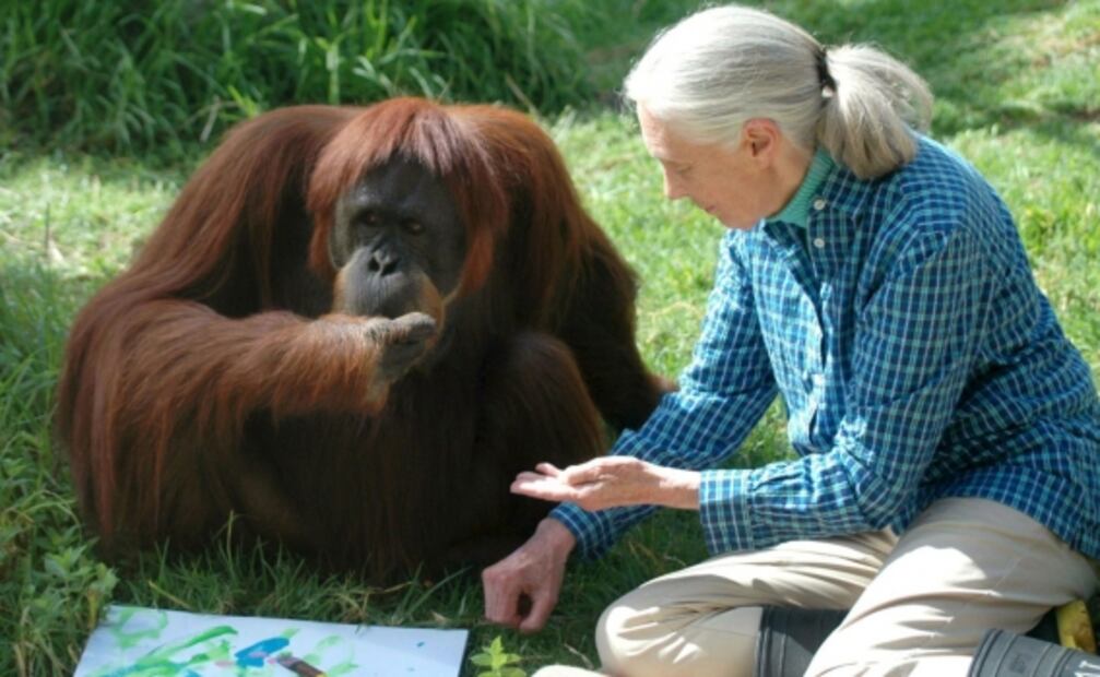 Jane Goodall cree que el "desprecio" a la naturaleza causó la pandemia